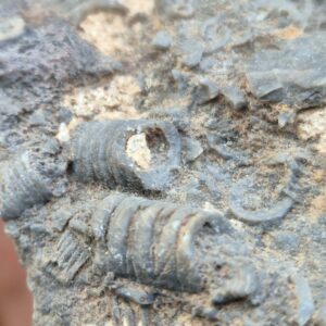 Crinoïdes Fossile - Sites miniers de Lorraine
