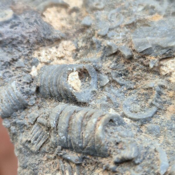 Crinoïdes Fossile - Sites miniers de Lorraine